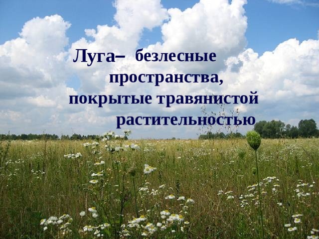 Луга – безлесные пространства, покрытые травянистой растительностью 