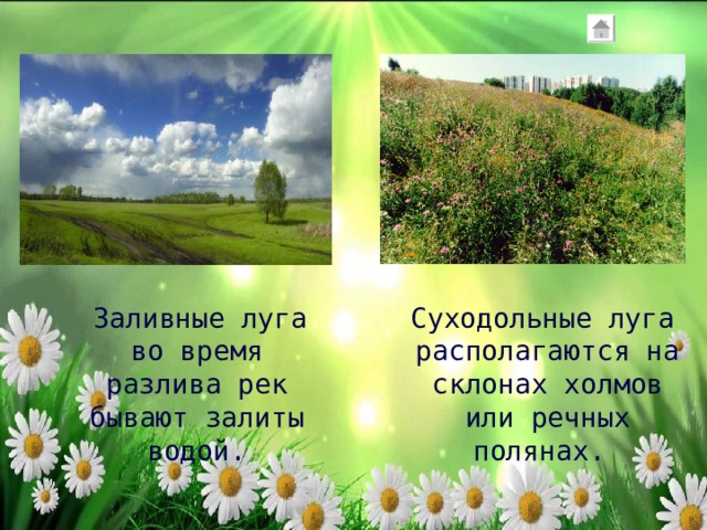  Суходольные луга располагаются на склонах холмов или речных полянах.   Заливные луга во время разлива рек бывают залиты водой. 