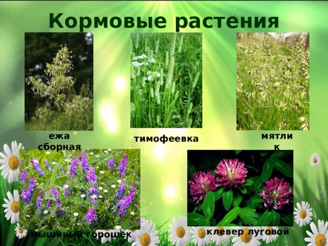 Кормовые растения мятлик ежа сборная тимофеевка клевер луговой мышиный горошек 