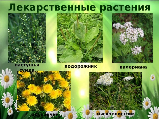 Лекарственные растения пастушья сумка подорожник валериана тысячелистник одуванчик 