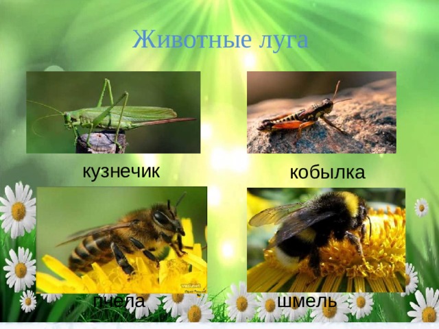 Животные луга кузнечик кобылка пчела шмель 