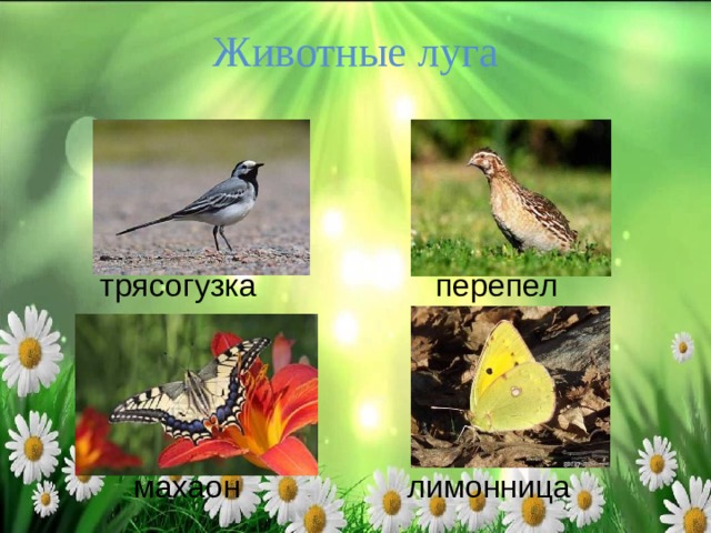  Животные луга трясогузка перепел махаон лимонница 