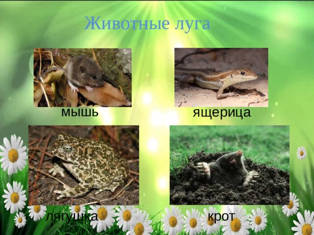 Животные луга мышь ящерица лягушка крот 