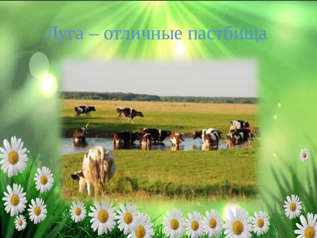 Луга – отличные пастбища 