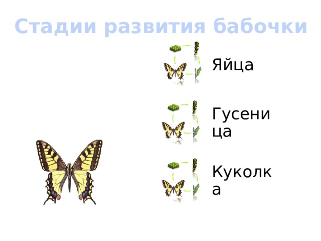 Стадии развития бабочки Яйца Гусеница Куколка 