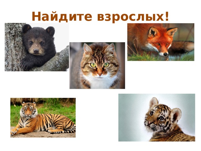 Найдите взрослых! 