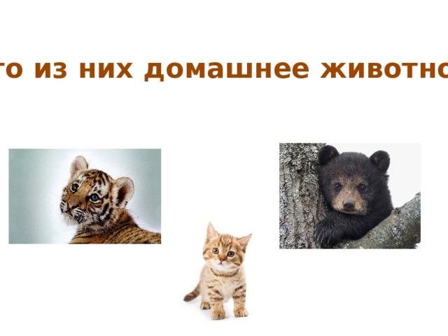Кто из них домашнее животное? 