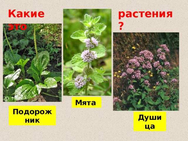 Какие это растения? Мята Подорожник Душица 