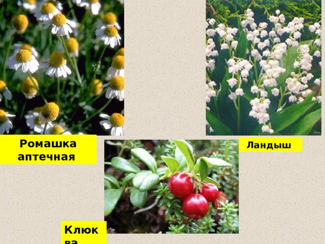 Ромашка аптечная Ландыш Клюква 