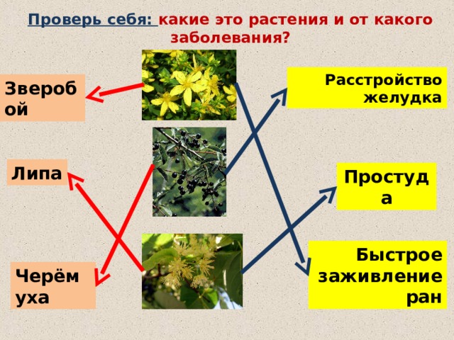 Проверь себя: какие это растения и от какого заболевания? Расстройство желудка Зверобой Липа Простуда Быстрое заживление ран Черёмуха  