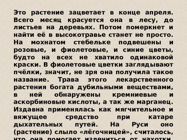 Это растение зацветает в конце апреля. Всего месяц красуется она в лесу, до листьев на деревьях. Потом померкнет и найти её в высокотравье станет не просто. На мохнатом стебельке подвешены и розовые, и фиолетовые, и синие цветы, будто на всех не хватило одинаковой краски. В фиолетовые цветки заглядывают пчёлки, значит, не зря она получила такое название. Трава этого лекарственного растения богата дубильными веществами, в ней обнаружены кремниевые и аскорбиновые кислоты, а так же марганец. Издавна применялась как мягчительное и вяжущее средство при катаре дыхательных путей. На Руси оно (растение) слыло «лёгочницей», считалось, что она помогает излечиться от чахотки. Мало остаётся лесной травки, поэтому зазорно вязать из неё букетики.  