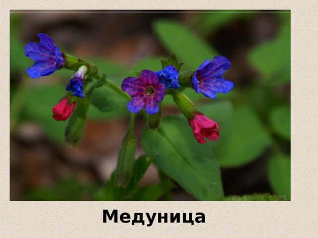 Медуница 