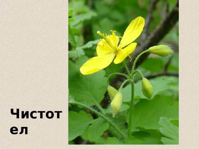 Чистотел 