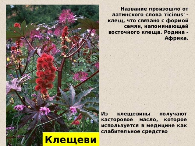 Название произошло от латинского слова 'ricinus' - клещ, что связано с формой семян, напоминающей восточного клеща. Родина - Африка. Из клещевины получают касторовое масло, которое используется в медицине как слабительное средство Клещевина 