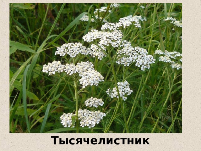Тысячелистник 