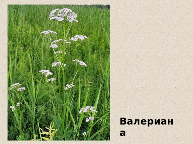 Валериана 