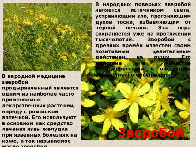 В народных поверьях зверобой является источником света, устраняющим зло, прогоняющим духов тоски, избавляющим от чёрной печали. Эта вера сохраняется уже на протяжении тысячелетий. Зверобой с древних времён известен своим позитивным целительным действием на душу. Его действие в качестве антидепрессанта в настоящее время научно обосновано.  В народной медицине зверобой продырявленный является одним из наиболее часто применяемых лекарственных растений, наряду с ромашкой аптечной. Его используют в основном как средство лечения язвы желудка при язвенных болезнях на коже, а так называемое масло зверобоя применяется, и при стоматитах и т.д.   Зверобой 