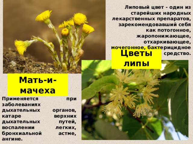 Липовый цвет - один из старейших народных лекарственных препаратов, зарекомендовавший себя как потогонное, жаропонижающее, отхаркивающее, мочегонное, бактерицидное средство. Цветы липы Мать-и-мачеха Применяется при заболеваниях дыхательных органов, катаре верхних дыхательных путей, воспалении легких, бронхиальной астме, ангине.  