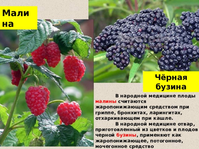 Малина Чёрная бузина  В народной медицине плоды малины считаются жаропонижающим средством при гриппе, бронхитах, ларингитах, отхаркивающем при кашле.  В народной медицине отвар, приготовленный из цветков и плодов черной бузины , применяют как жаропонижающее, потогонное, мочегонное средство 