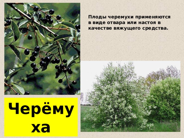 Плоды черемухи применяются в виде отвара или настоя в качестве вяжущего средства. Черёмуха 