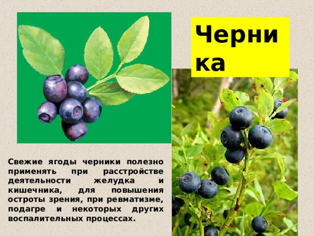 Черника Свежие ягоды черники полезно применять при расстройстве деятельности желудка и кишечника, для повышения остроты зрения, при ревматизме, подагре и некоторых других воспалительных процессах. 