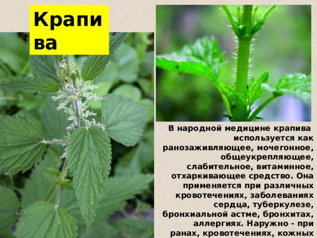 Крапива В народной медицине крапива используется как ранозаживляющее, мочегонное, общеукрепляющее, слабительное, витаминное, отхаркивающее средство. Она применяется при различных кровотечениях, заболеваниях сердца, туберкулезе, бронхиальной астме, бронхитах, аллергиях. Наружно - при ранах, кровотечениях, кожных заболеваниях, для укрепления волос. 
