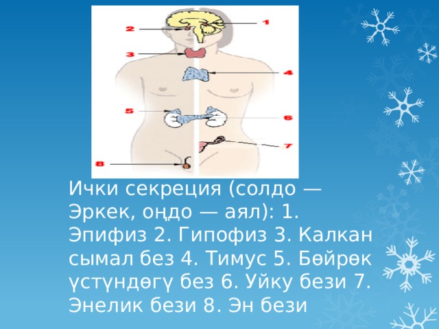 Ички секреция (солдо — Эркек, оңдо — аял): 1. Эпифиз 2. Гипофиз 3. Калкан сымал без 4. Тимус 5. Бөйрөк үстүндөгү без 6. Уйку бези 7. Энелик бези 8. Эн бези 
