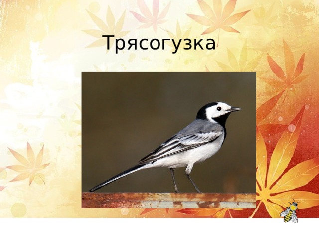 Трясогузка 