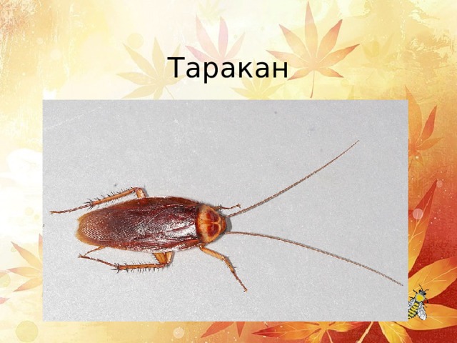Таракан 
