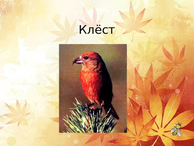 Клёст 