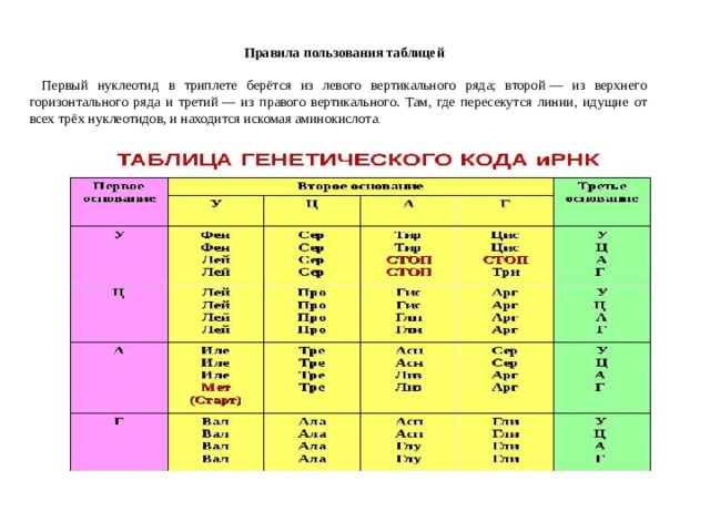Правила пользования таблицей   Первый нуклеотид в триплете берётся из левого вертикального ряда; второй — из верхнего горизонтального ряда и третий — из правого вертикального. Там, где пересекутся линии, идущие от всех трёх нуклеотидов, и находится искомая аминокислота . 