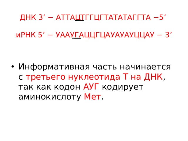 ДНК 3’ − АТТАЦТГГЦГТАТАТАГГТА −5’    иРНК 5’ − УААУГАЦЦГЦАУАУАУЦЦАУ − 3’   Информативная часть начинается с третьего нуклеотида Т на ДНК , так как кодон АУГ кодирует аминокислоту Мет . 