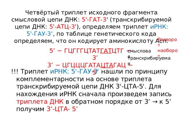 Четвёртый триплет исходного фрагмента смысловой цепи ДНК: 5'-ГАТ-3 ' (транскрибируемой цепи ДНК: 5'-АТЦ-3' ), определяем триплет иРНК: 5'-ГАУ-3' ,  по таблице генетического кода определяем, что он кодирует аминокислоту Асп.   Разворот наоборот 5’ − ГЦГГГЦТАТ ГАТ ЦТГ − 3’ 3’ − ЦГЦЦЦГАТА ЦТА ГАЦ − 5’   смысловая транскрибируемая   !!! Триплет иРНК: 5'-ГАУ-3' нашли по принципу комплементарности на основе триплета транскрибируемой цепи ДНК 3'-ЦТА-5'. Для нахождения иРНК сначала произведем запись триплета ДНК в обратном порядке от 3’ → к 5’ получим 3’-ЦТА- 5’   
