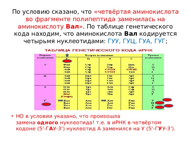 По условию сказано, что «четвёртая аминокислота во фрагменте полипептида заменилась на аминокислоту  Вал » . По таблице генетического кода находим, что аминокислота  Вал  кодируется четырьмя нуклеотидами: ГУУ, ГУЦ, ГУА, ГУГ ;   НО в условии указано, что произошла замена  одного  нуклеотида! т.е. в иРНК в четвёртом кодоне (5'-Г А У-3') нуклеотид А заменился на У (5'-Г У У-3'). 