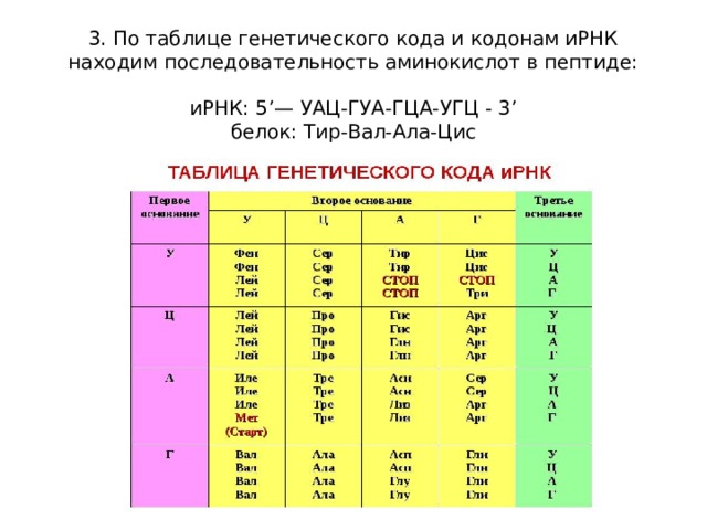 3. По таблице генетического кода и кодонам иРНК находим последовательность аминокислот в пептиде:     иРНК: 5’— УАЦ-ГУА-ГЦА-УГЦ - 3’  белок: Тир-Вал-Ала-Цис   