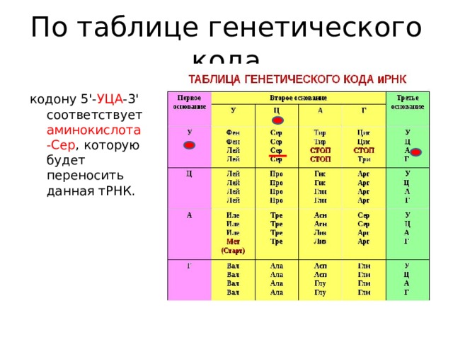 По таблице генетического кода кодону 5'- УЦА -3' соответствует аминокислота -Сер , которую будет переносить данная тРНК.   