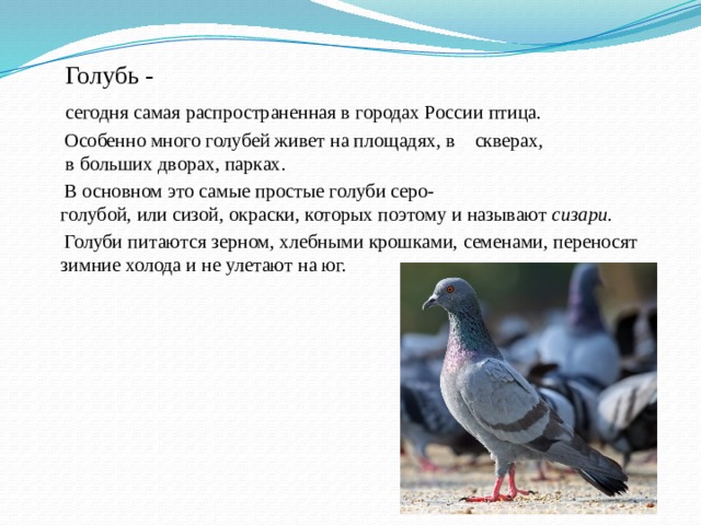  Голубь -  сегодня самая распространенная в городах России птица.   Особенно много голубей живет на площадях, в скверах,  в больших дворах, парках.   В основном это самые простые голуби серо- голубой, или сизой, окраски, которых поэтому и называют  сизари .   Голуби питаются зерном, хлебными крошками, семенами, переносят зимние холода и не улетают на юг. 