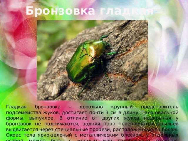 Бронзовка гладкая Гладкая бронзовка – довольно крупный представитель подсемейства жуков, достигает почти 3 см в длину. Тело овальной формы, выпуклое. В отличие от других жуков надкрылья у бронзовок не поднимаются, задняя пара перепончатых крыльев выдвигается через специальные прорези, расположенные по бокам. Окрас тела ярко-зеленый с металлическим блеском, у отдельных особей может быть с медным или голубоватым отливом. Конечности голубовато-зеленые. 