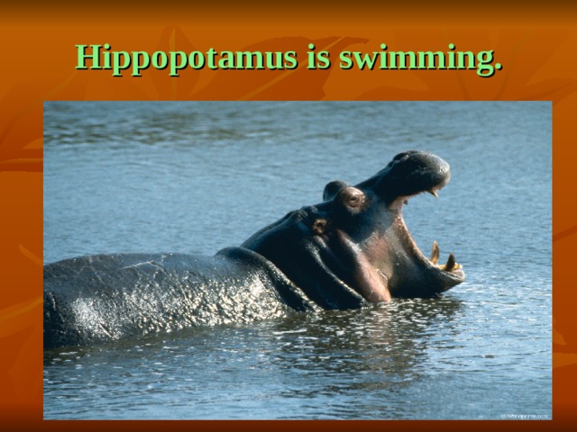 Hippopotamus is swimming. 