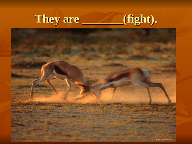 They are _______(fight). 