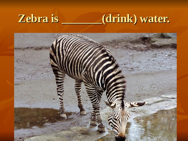 Zebra is _______(drink) water. 