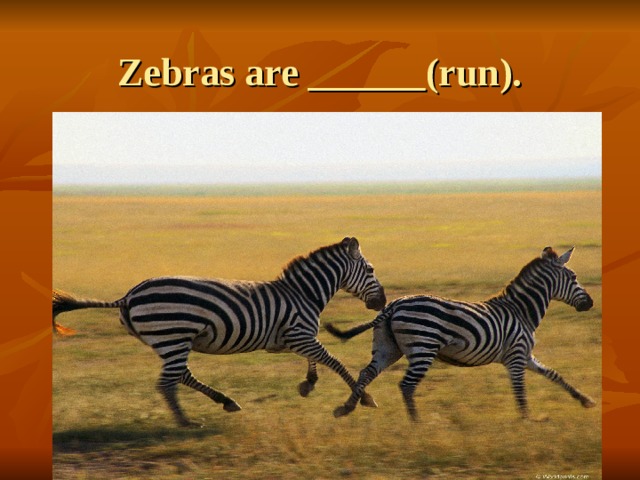 Zebras are ______(run). 