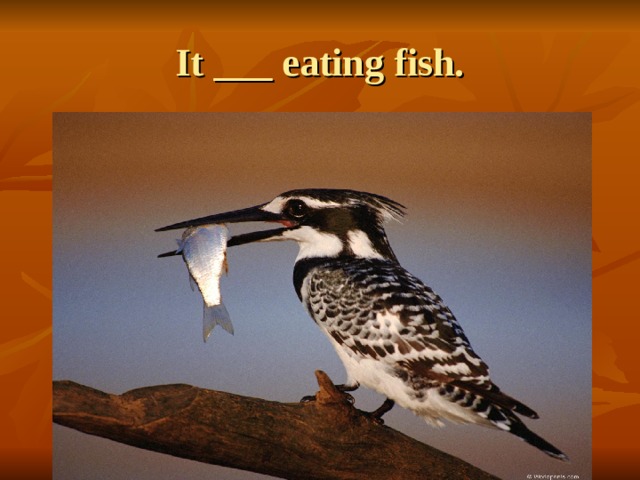It ___ eating fish. 