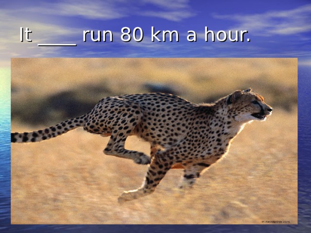 It ____ run 80 km a hour. 