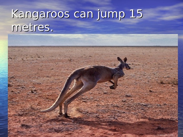 Kangaroos can jump 15 metres. 