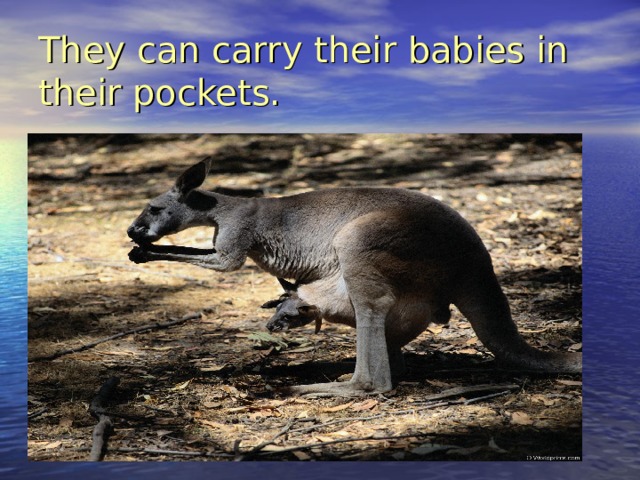 They can carry their babies in their pockets. 