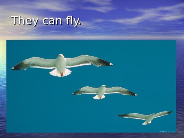 They can fly. 