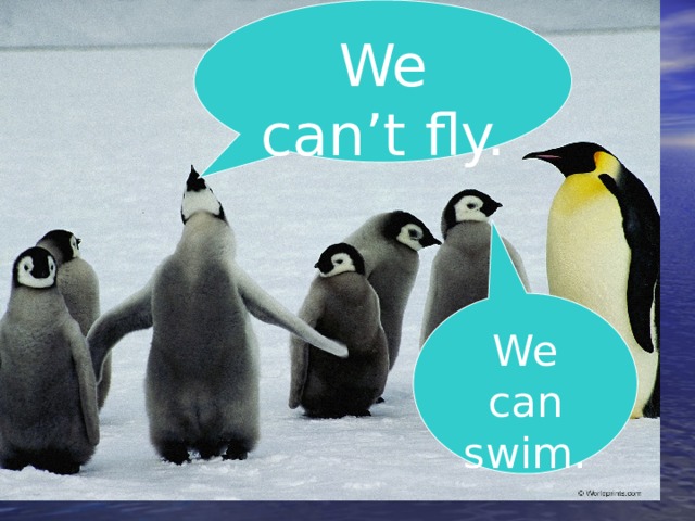 We can’t fly. We can swim. 