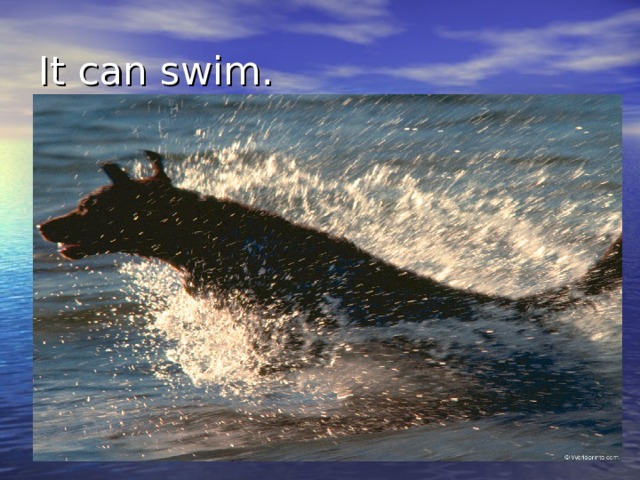 It can swim. 