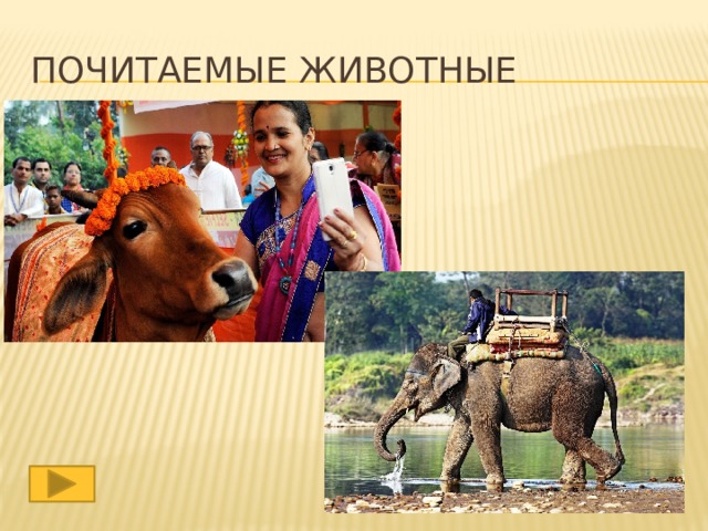 Почитаемые животные 